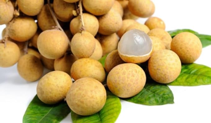 Longan Fruit Seeds (Dimocarpus) – Tropical Tree Seeds for Garden Planting