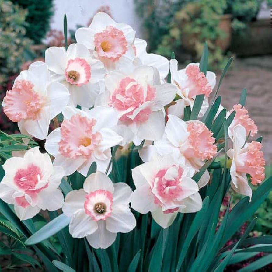 Baby Pink White Daffodils Flower Seeds for Planting 100 pcs