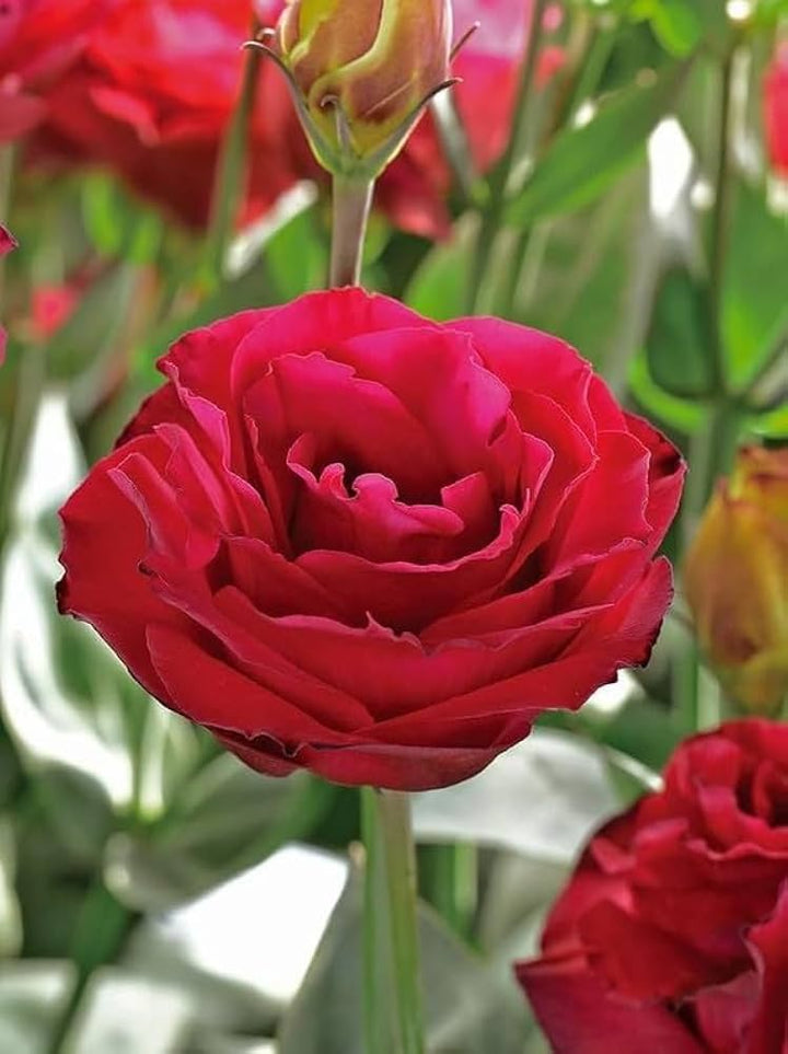White & Red Eustoma (Lisianthus) Flower Seeds for Planting - Heirloom, NON-GMO Garden Seeds