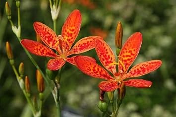 heirloom belamcanda flower seeds