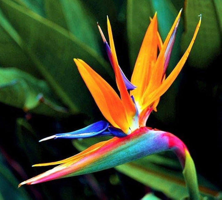 Orange and Blue Strelitzia Reginae Plant Seeds for Planting – Heirloom, Non-GMO, High Germination Garden Seeds