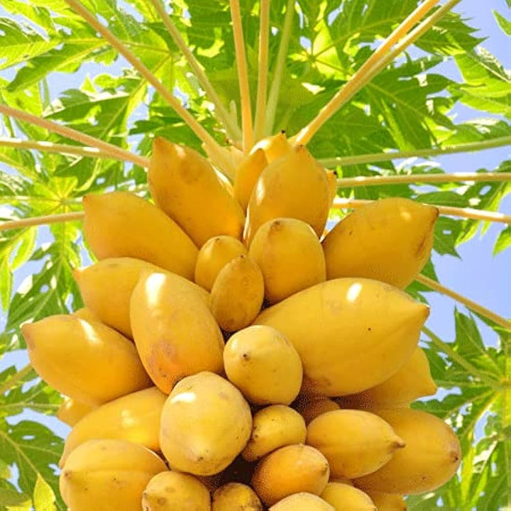 Light  Yellow Papaya Fruit Seeds for Planting- Sweet Yellow Papayas for Tropical Gardens