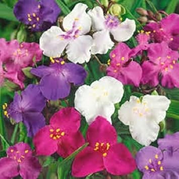 mixed tradescantia flower seeds