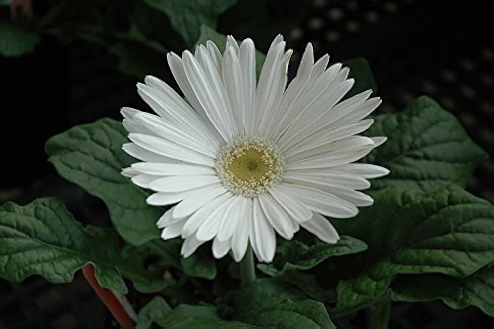 Hvide Gerbera Vanilje Blomsterfrø til Plantning 100 stk