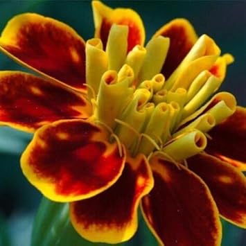 Flower Seeds, Seeds for Planting, Plant Seeds