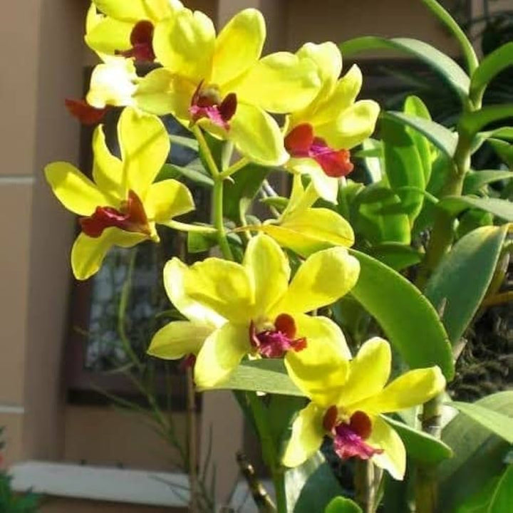 Light Yellow Dendrobium Flower Seeds for Planting, 100 pcs