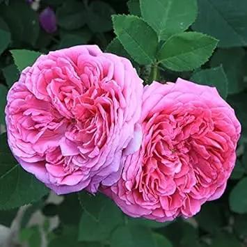 heirloom damask flower seeds