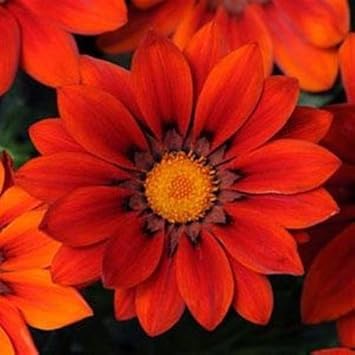 Flower Seeds, Seeds for Planting, Plant Seeds