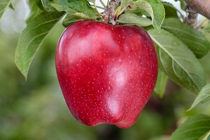 Red Delicious Apple Seeds – Heirloom Non-GMO Fruit Seeds for Garden Planting