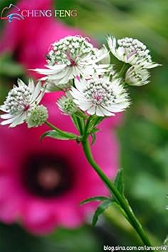 white organic flower seeds