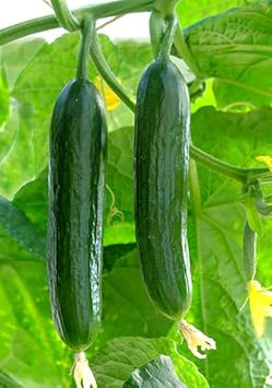 Dark Green Cucumber Seeds for Planting