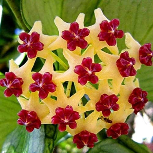 Yellow Red Hoya Carnosa Flower Seeds for Planting - 100 pcs