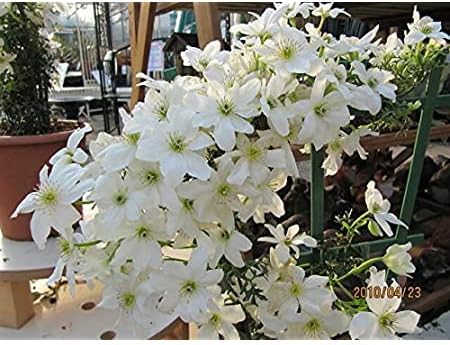 white heirloom flower seeds