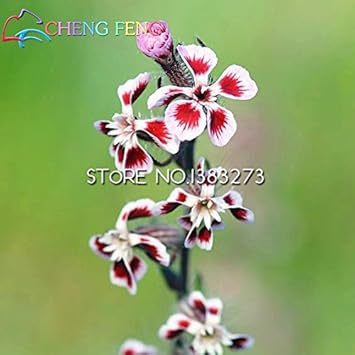 Flower Seeds, Seeds for Planting, Plant Seeds