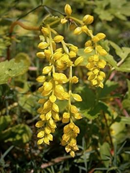 yellow chiastophyllum flower seeds