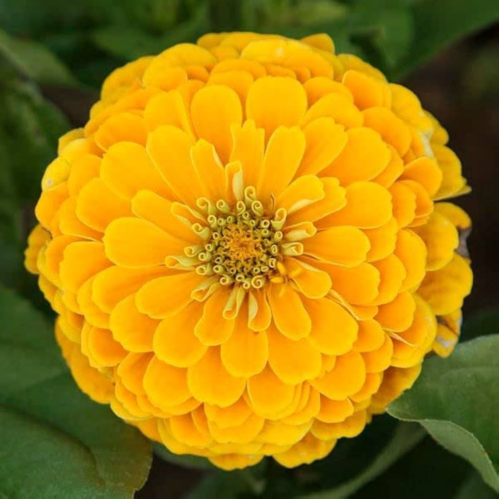 Mørkegule Zinnia blomsterfrø til plantning - 100 stk