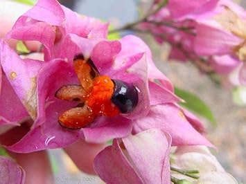 Flower Seeds, Seeds for Planting, Plant Seeds