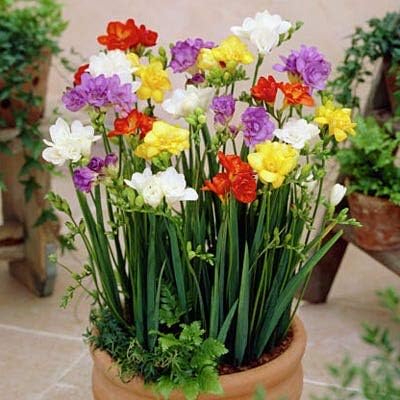 Mixed Color Freesia Flower Seeds – Non-GMO Spring Seeds for Vibrant Garden Blooms