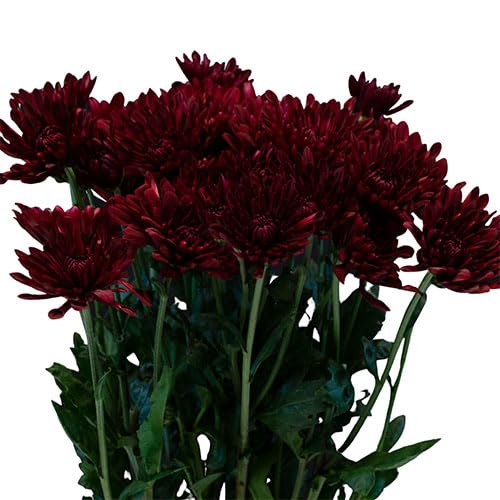 Maroon Red Chrysanthemum Flower Seeds – Heirloom Non-GMO Blooms for Elegant Autumn Gardens