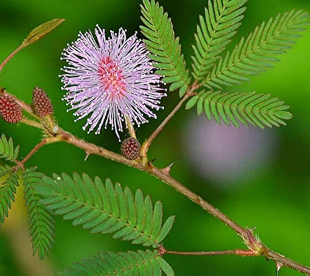 Blandede Mimosa Pudica plantefrø til plantning 100 stk