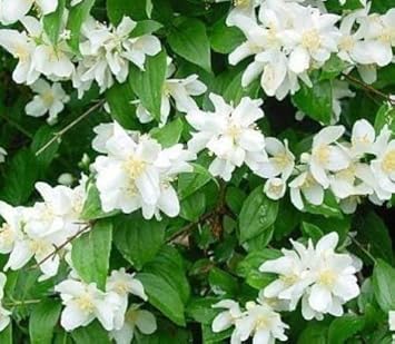 Flower Seeds, Seeds for Planting, Plant Seeds