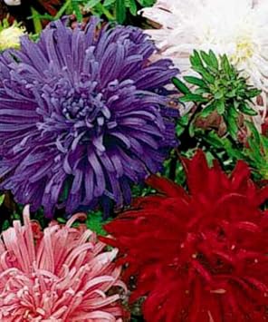 giant multi flower seeds