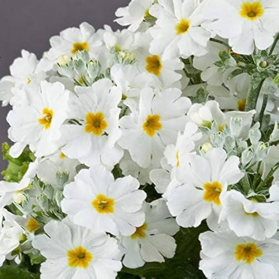 White Yellow Primula Malacoides Flower Seeds - 100 pcs