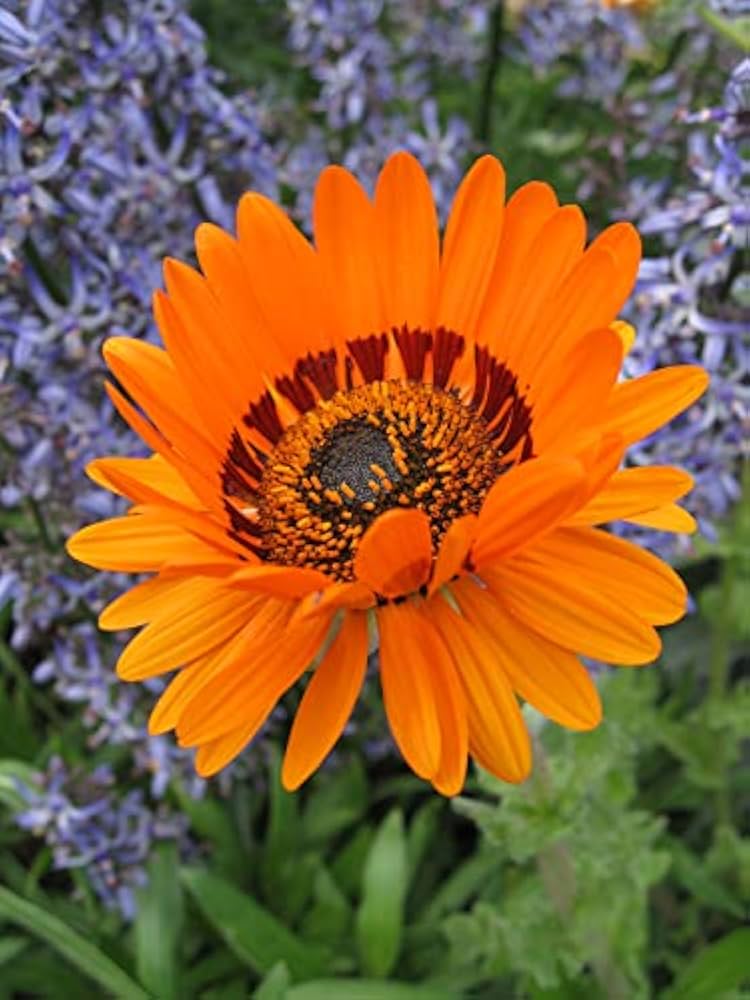 arctotis fastuosa flower seeds