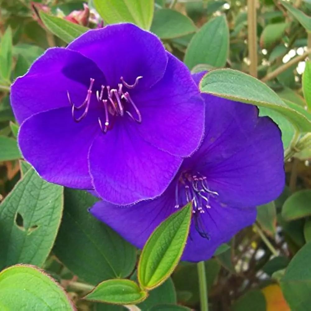blue mandevilla flower seeds