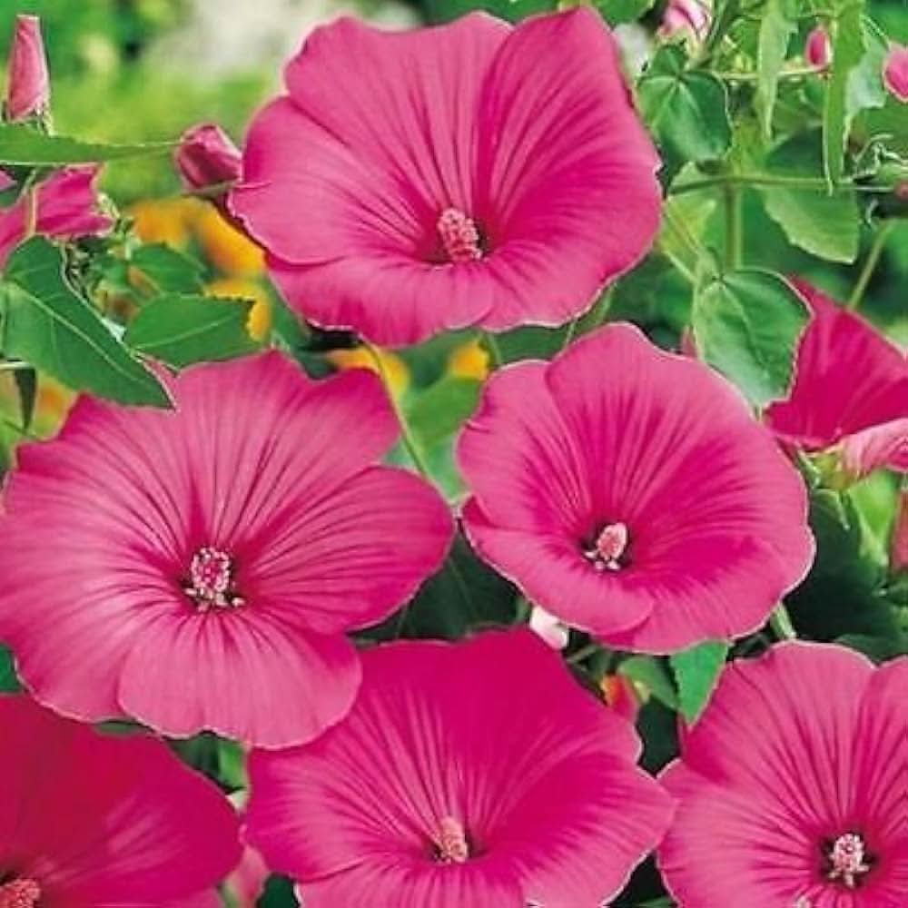 hollyhock rosenmalve flower seeds