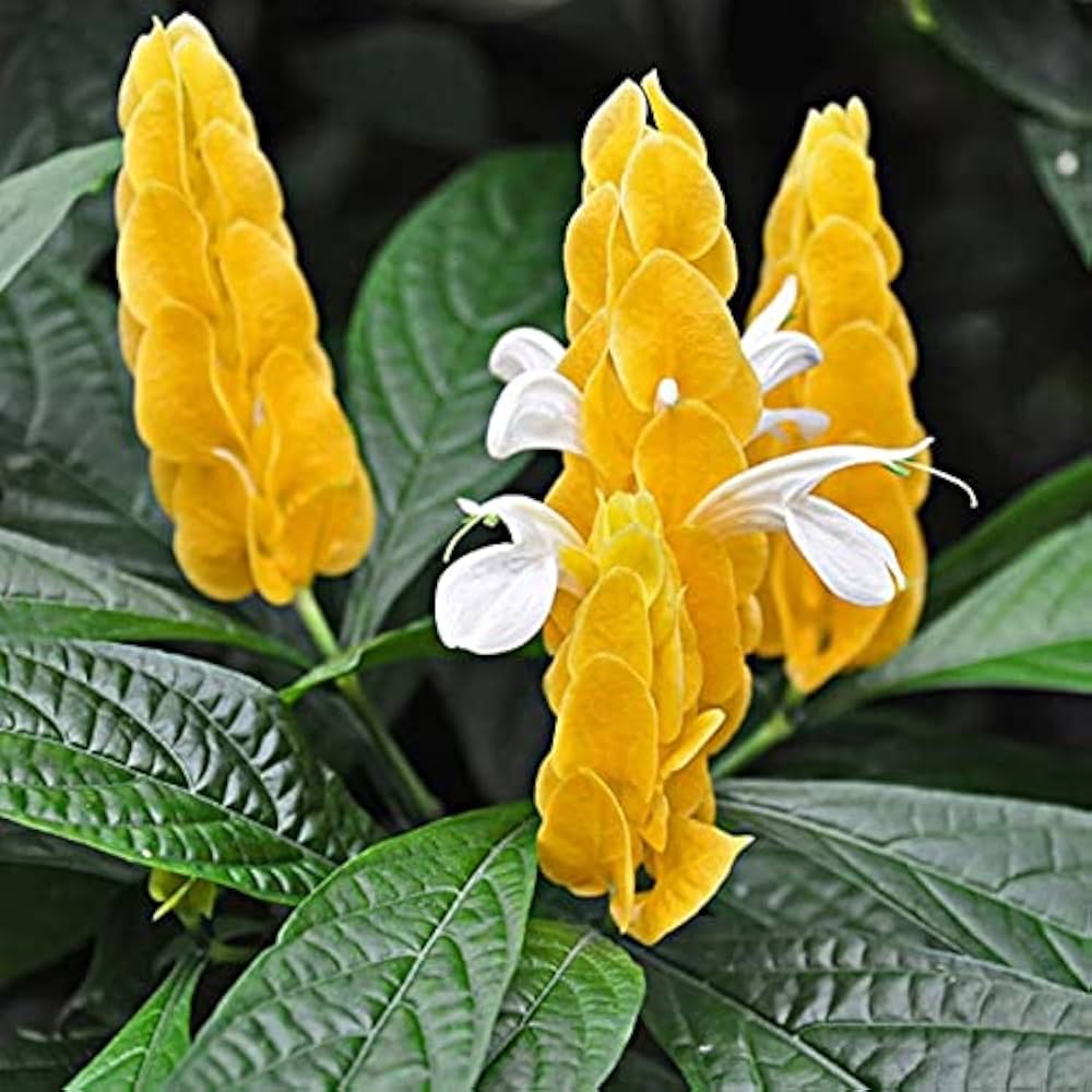 golden shrimp flower seeds