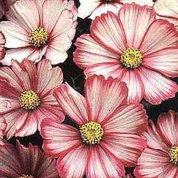 heirloom bicolor flower seeds