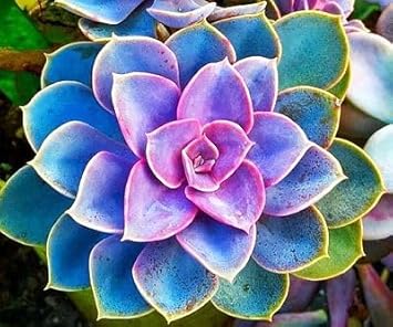 Light Lavender Flower Seeds