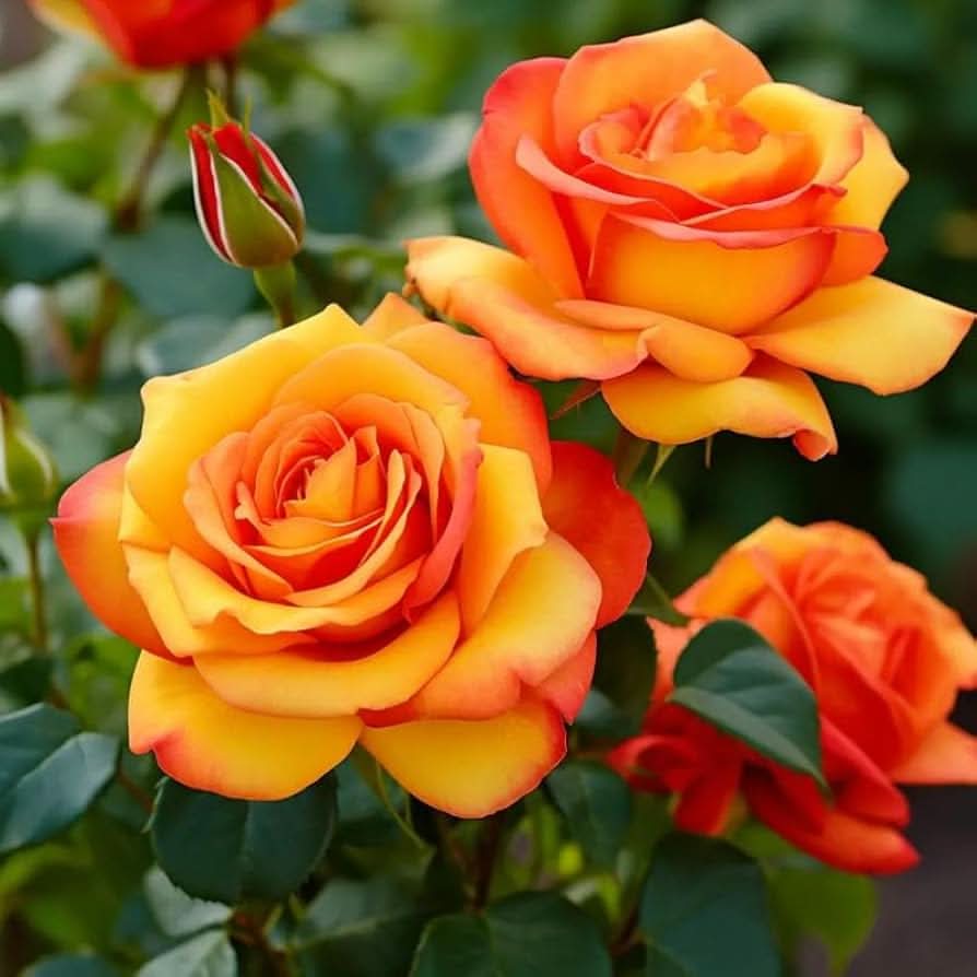 yellow polyantha flower seeds