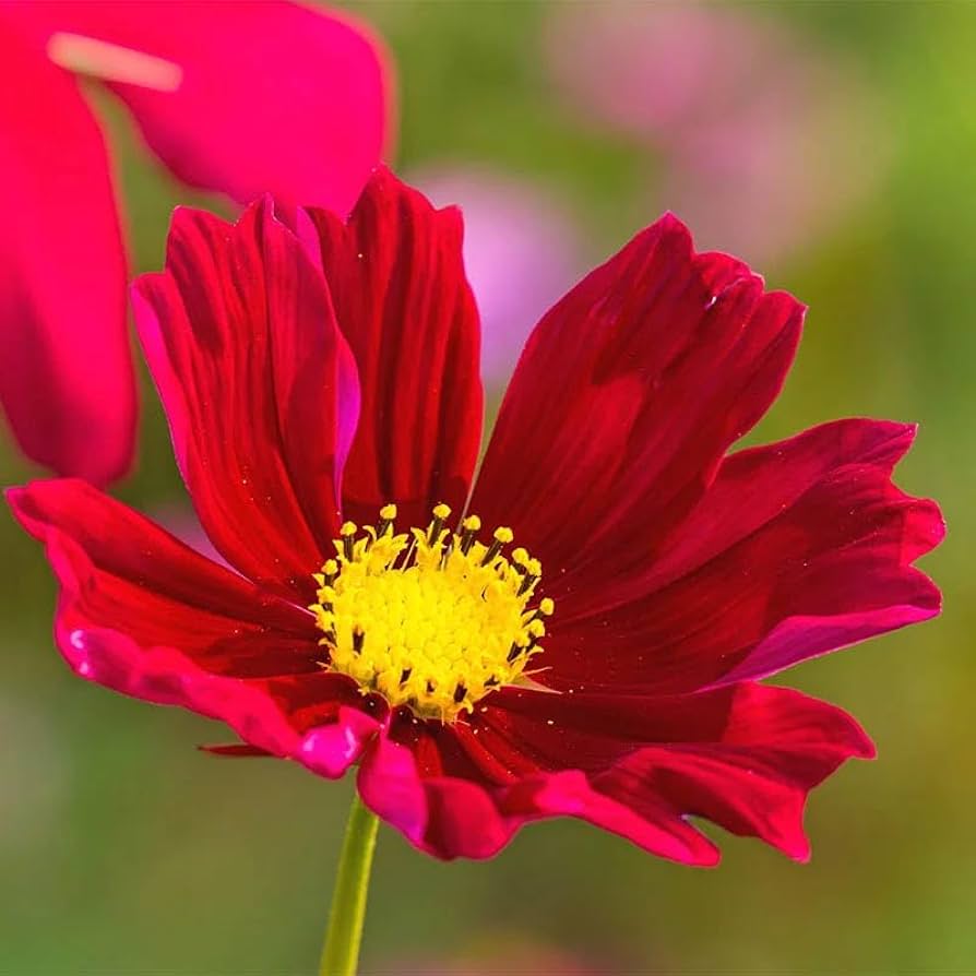 cosmos dazzler flower seeds