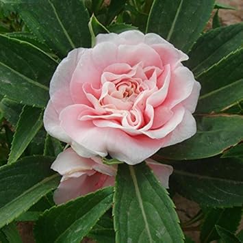 Flower Seeds, Seeds for Planting, Plant Seeds