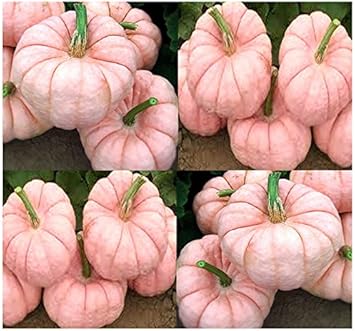 Pink Pumpkin Vegetable Seeds for Planting