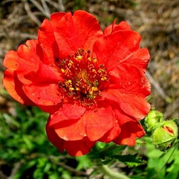 geum flower flower seeds