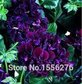 Flower Seeds, Seeds for Planting, Plant Seeds