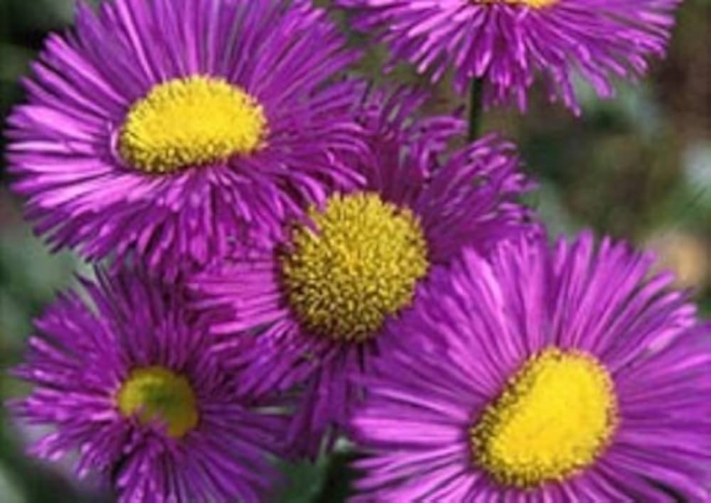 blue erigeron flower seeds