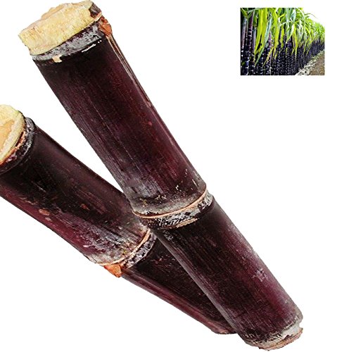 Premium Red Sugarcane Seeds – High-Yield, Organic, and Disease-Resistant Variety for Tropical & Subtropical Growth