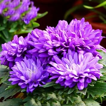 purple organic flower seeds