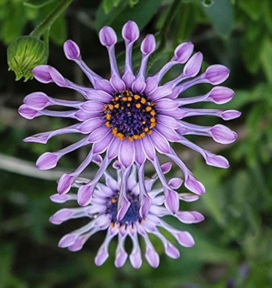 blue eyed flower seeds