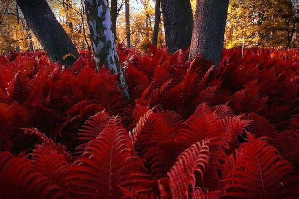 Rød Bregne Pteridophyta Plantefrø til udplantning 100 stk