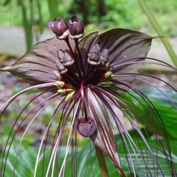 Heirloom Non-GMO Black Butterfly Orchid Flower Seeds for Planting – Rare Exotic Blooms
