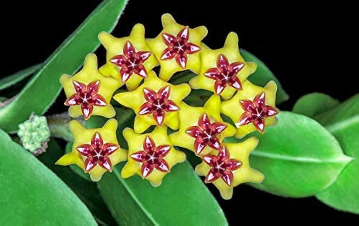 Yellow Pink Hoya Flower Seeds for Planting 100 pcs