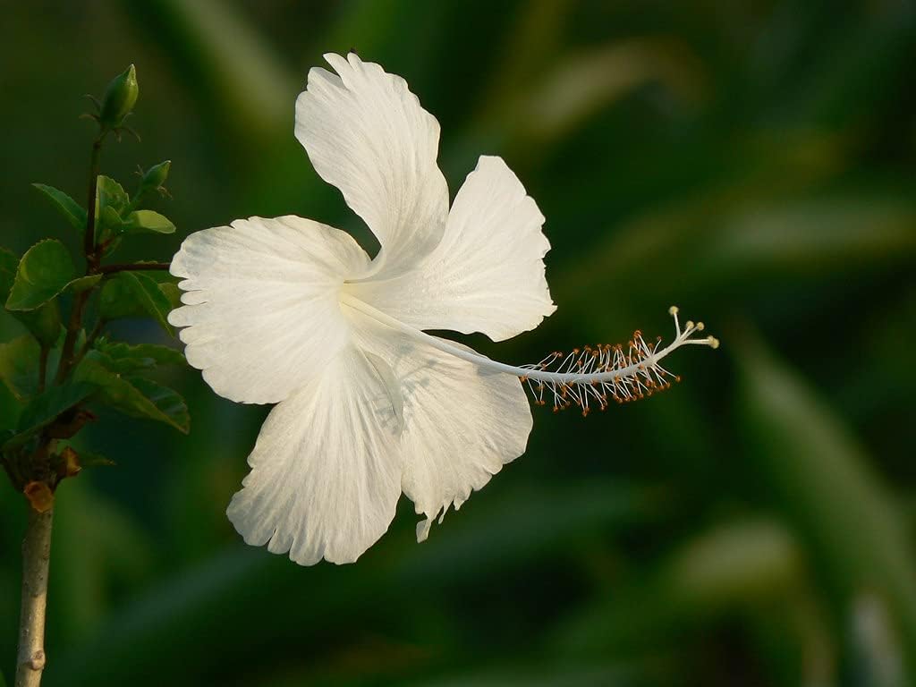 Flower Seeds, Seeds for Planting, Plant Seeds