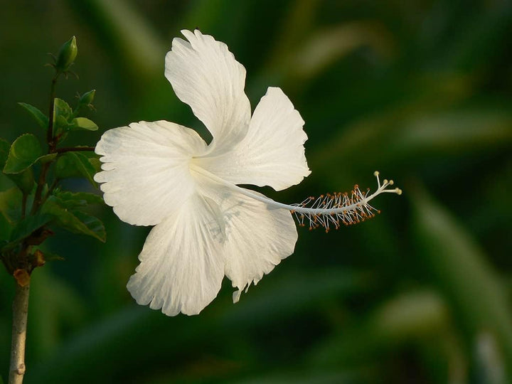 Flower Seeds, Seeds for Planting, Plant Seeds