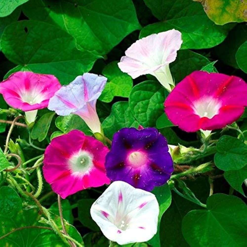 morning glory flower seeds