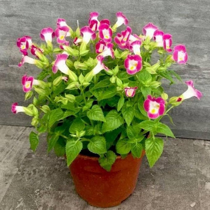 Heirloom Non-GMO Pink Torenia Flower Seeds for Planting – High Germination Organic Garden Seeds